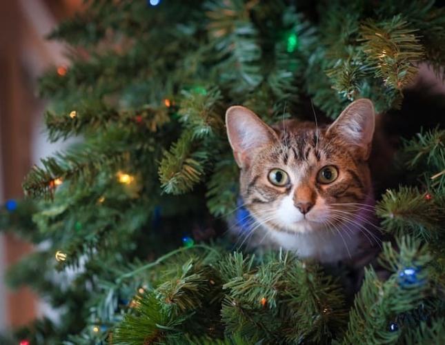 Ensuring Pet Safety: Christmas and New Year&#039;s Eve Edition