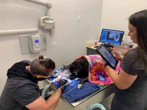 Dog & Cat Dental - Dental Health in Cats and Dogs