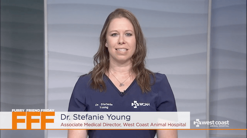 Leptospirosis Vaccines - Furry Friends Friday