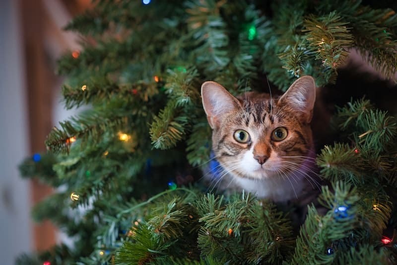 Ensuring Pet Safety: Christmas and New Year's Eve Edition