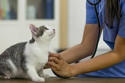 The Importance of General Practice Veterinarians in Pet Emergency Care