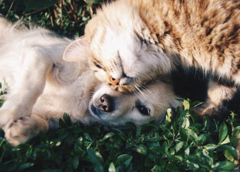 Springtime Pet Care: A Guide to Ensuring Your Furry Friend's Health and Happiness