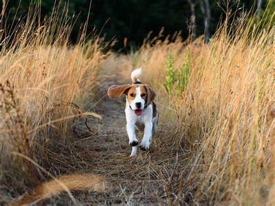 Foxtail Season in San Diego: Protecting Your Pets