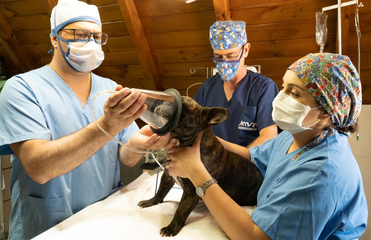 Free Exam, $10,000 Surgery: How Corporate Vets Really Make Their Money