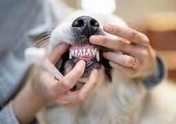 Pet Dental