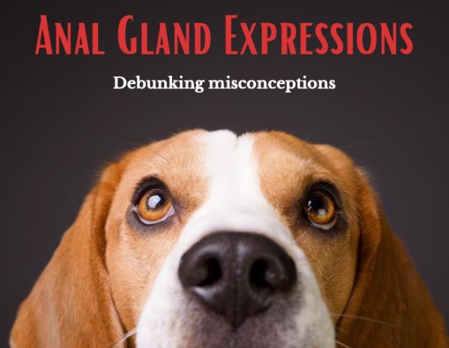 Anal Gland Misconception