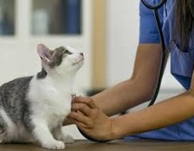 The Importance of General Practice Veterinarians in Pet Emergency Care