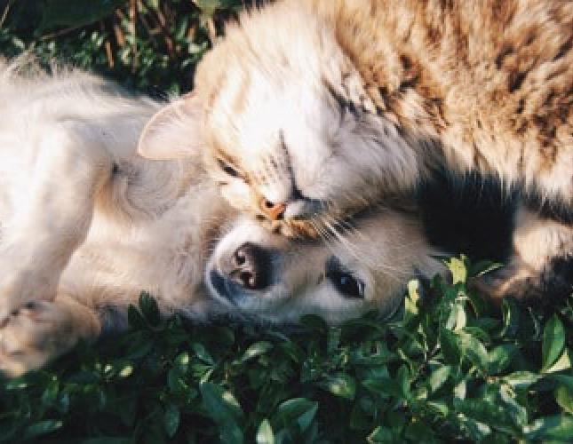 Springtime Pet Care: A Guide to Ensuring Your Furry Friend's Health and Happiness