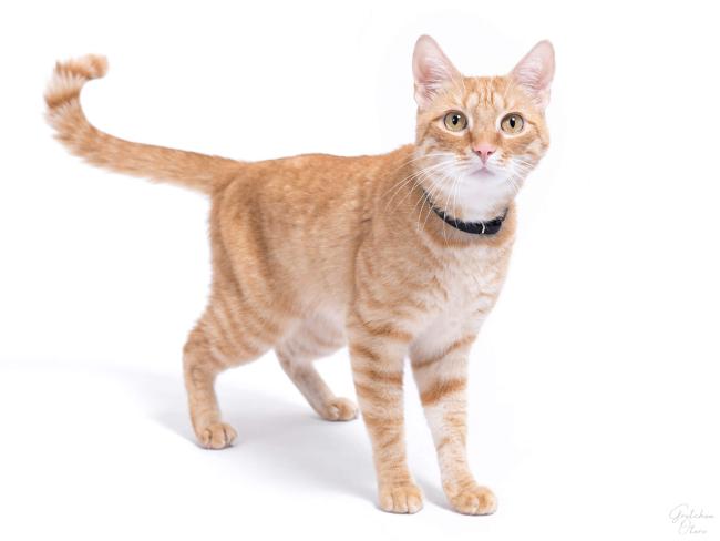 cat services